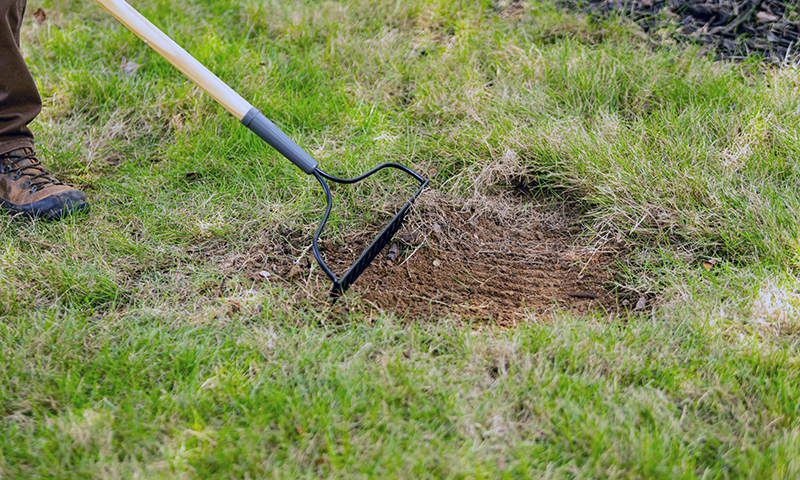 clearing away dead grass from bare spot