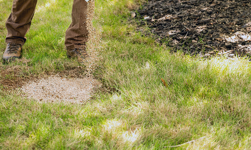 spreading grass seed evenly over bare spot