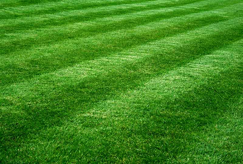 How to Mow Your Lawn