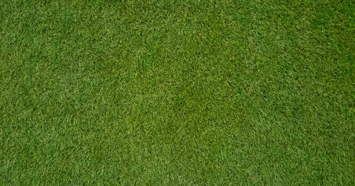 lawn-care-calendar-for-warm-season-lawns-infographic