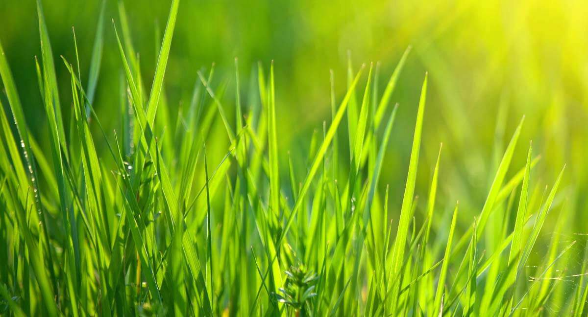 Lawn Care Calendar For Warm Season Lawns