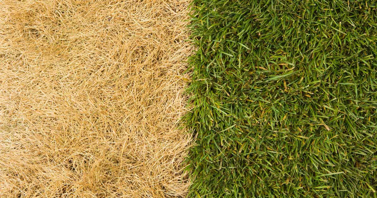 Side by side comparison of grass