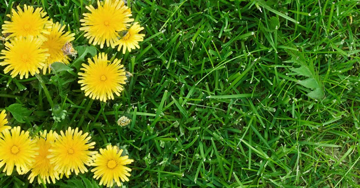 Seasonal Lawn Care Guide