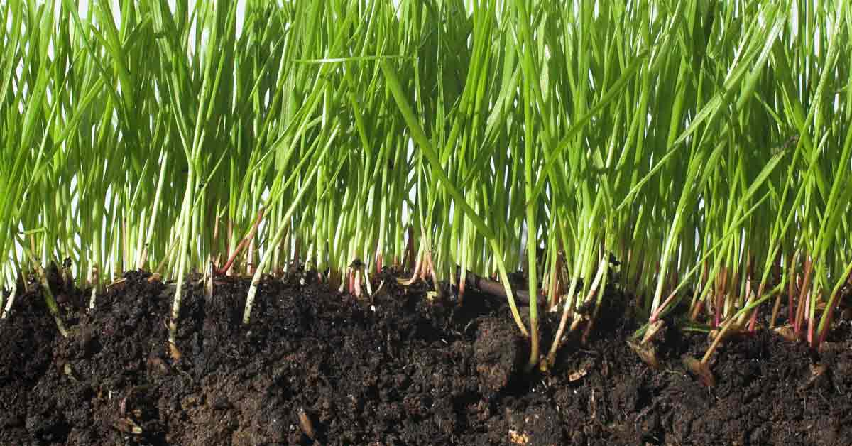 Using Soil Amendments