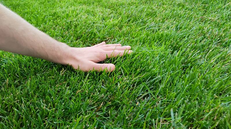 why lawns need fertilizer