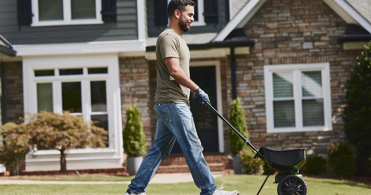 healthy green lawn fertilizing by homeowner 