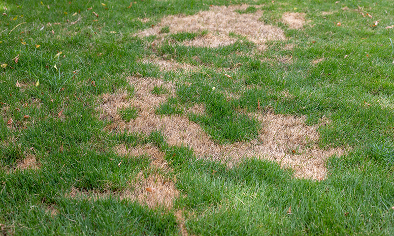 lawn fertilizer burn brown patches