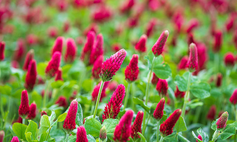 color packed crimson clover