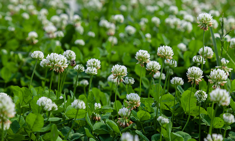 white clover 