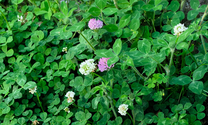 clovers in yards