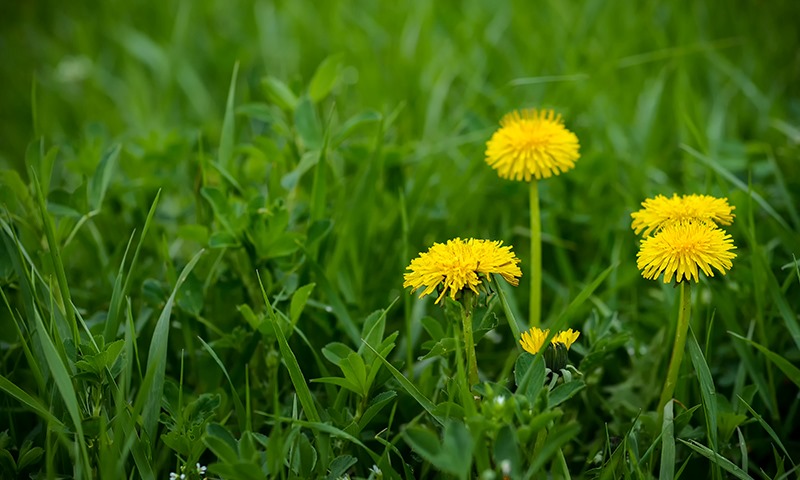 what lawn food to choose