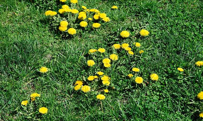 new weeds vs existing weeds