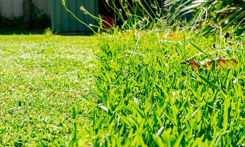 does no mow meadow grass have benefits