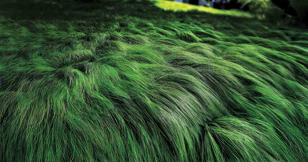 how to create a no mow meadow lawn