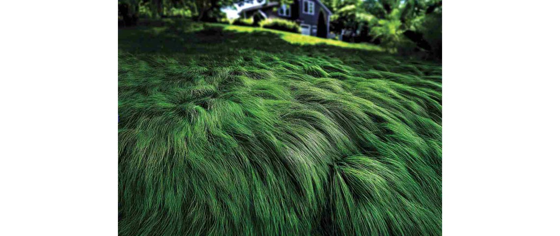 how to create a no mow meadow lawn