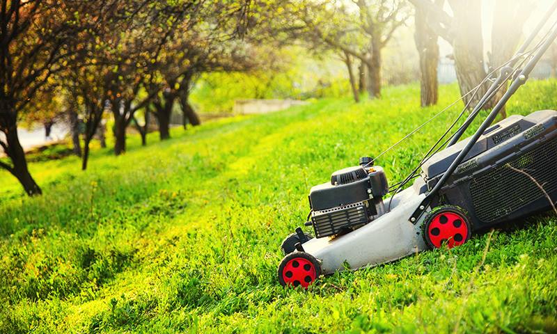 where can i plant no mow meadow grass