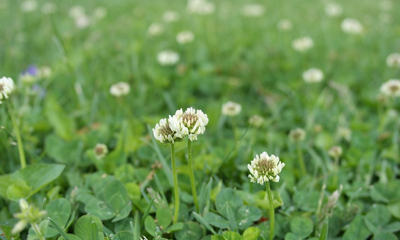 adapting your lawn for pollinators