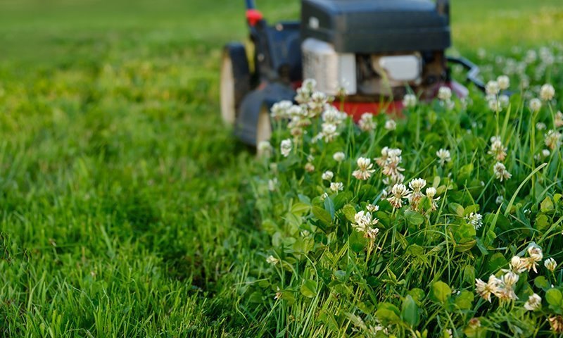 maintaining your pollinator lawn