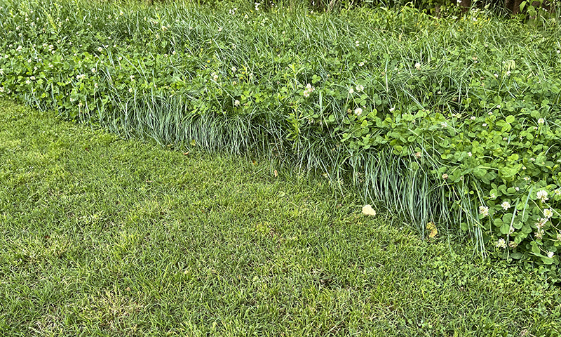 overseeding with clover