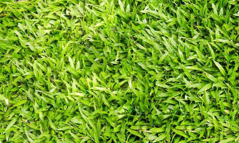 centipede grass basics