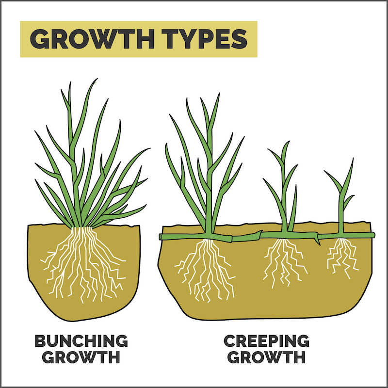 DG119 - Grass Features Illustrations - Growth Types
