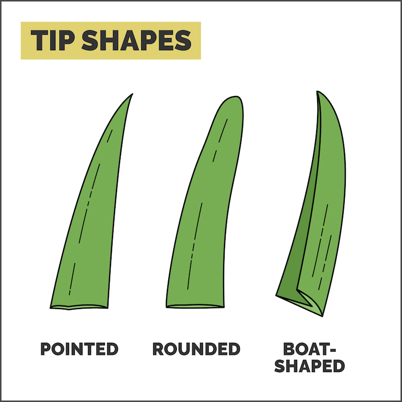 DG119 - Grass Features Illustrations - Tip Shapes