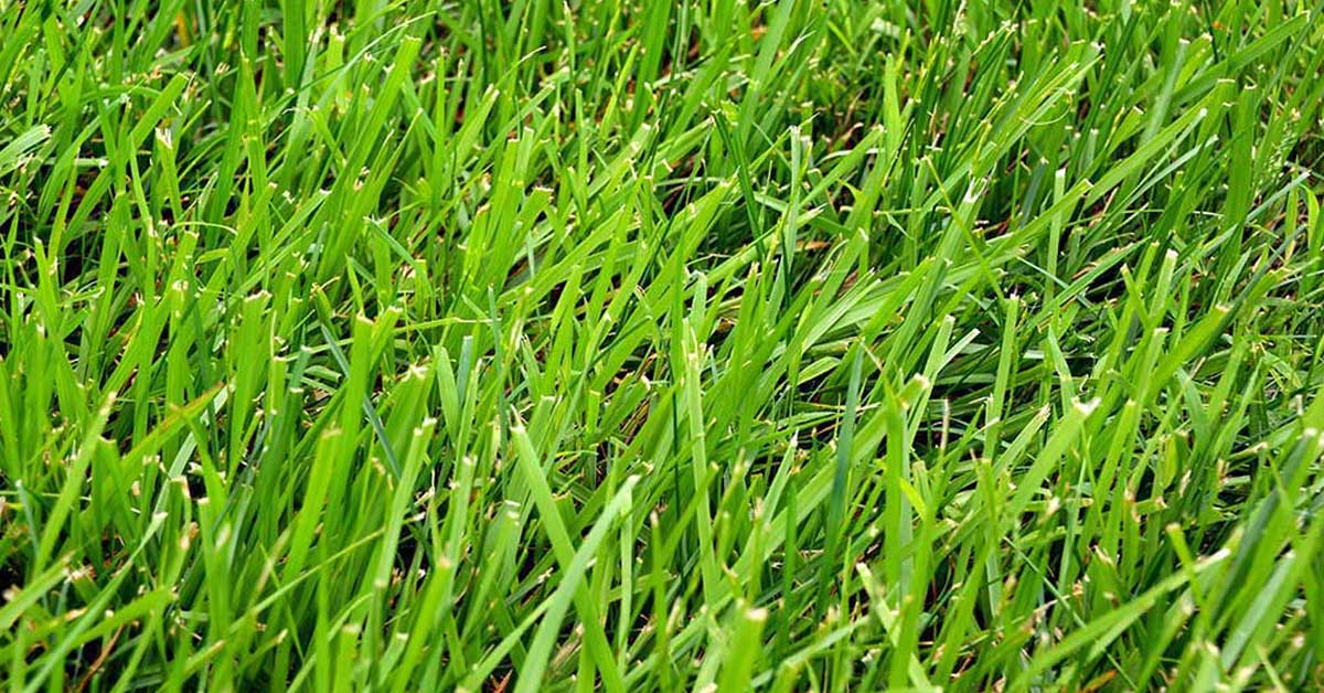 What Is Centipede Grass?  N.C. Cooperative Extension