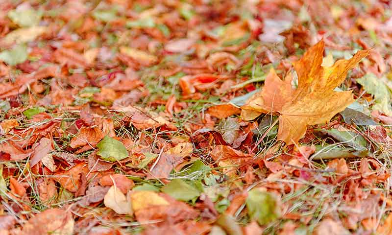 https://www.pennington.com/-/media/Project/OneWeb/Pennington/Images/blog/seed/how-to-mulch-leaves/fallen-maple-leaf.jpg