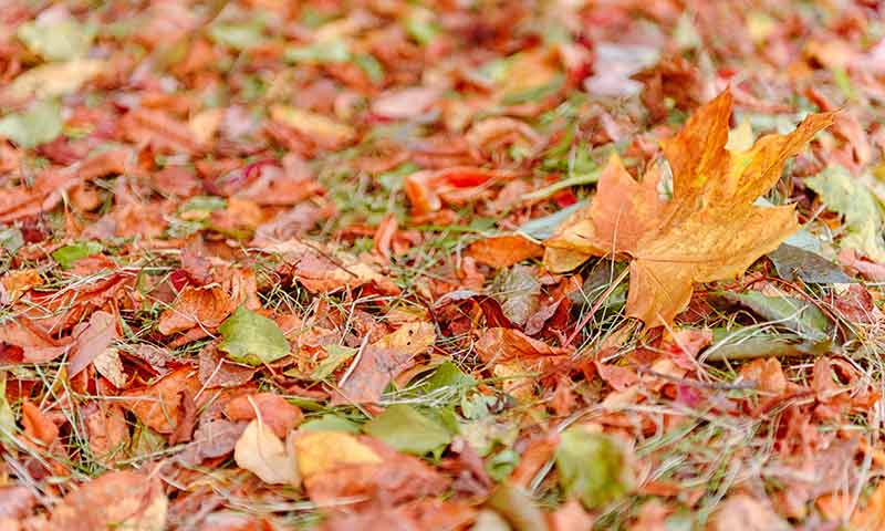 Solution for getting rid of fall leaves on the lawn