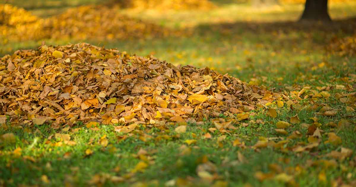 Image of Oak leaf mulch 10 yards free to use