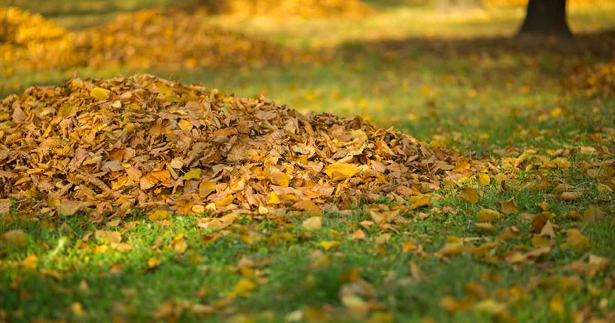 Use clear bags for leaves or grass clippings