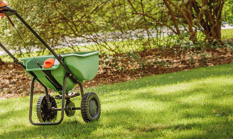 applying grass seed with spreader