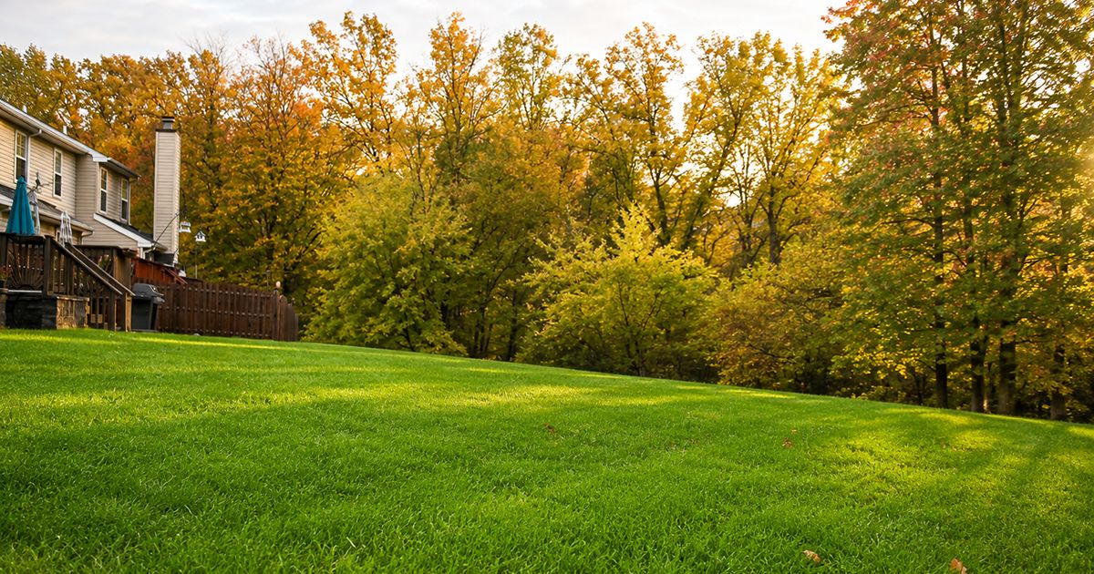 how to overseed bermuda grass for winter