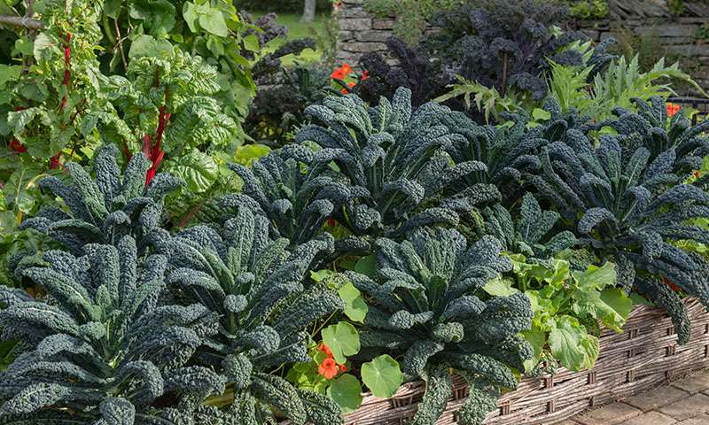 garden vegetables that flourish in fall