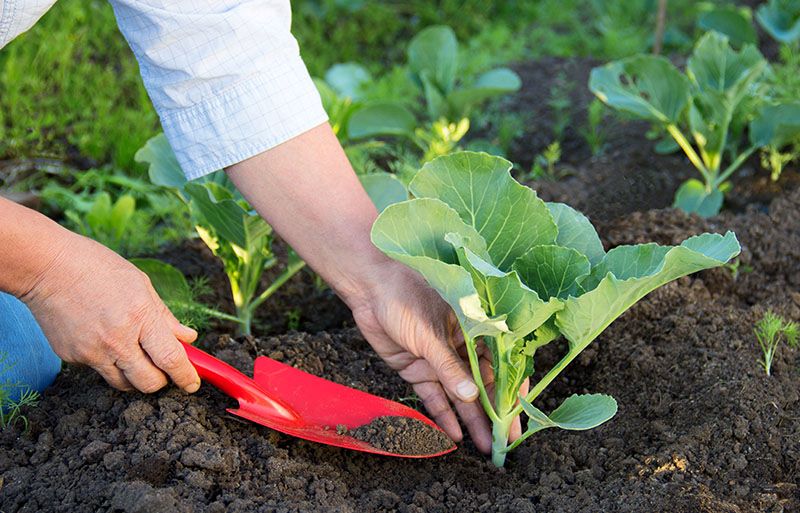 how to maintain fall vegetable gardens
