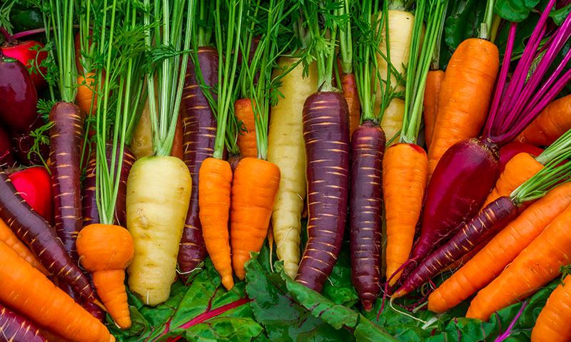 how to plan and plant fall gardens