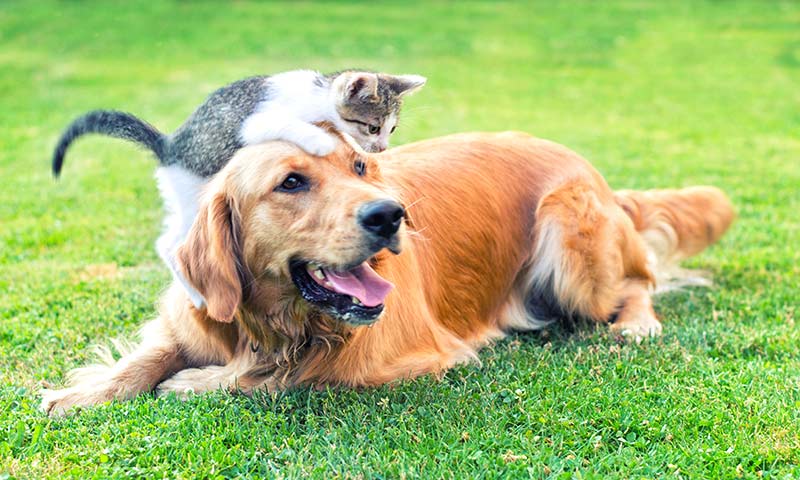 cat-and-dog-on-grass