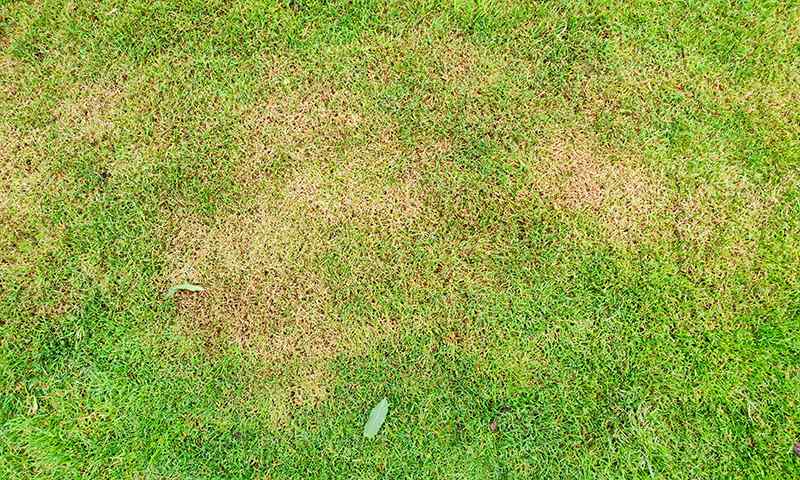 lawn stresses you can control
