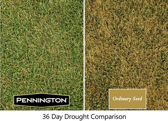 36 Day Drought Comparison