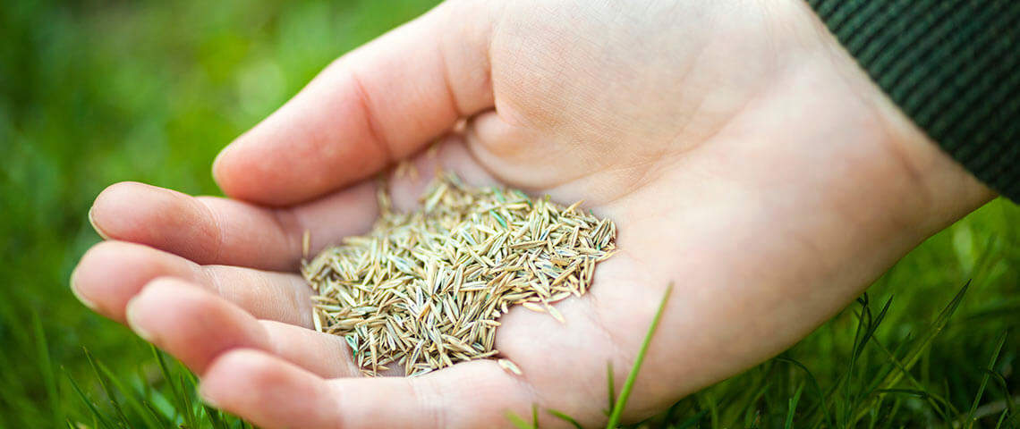 Grass seed is better than sod Grass seed in hand