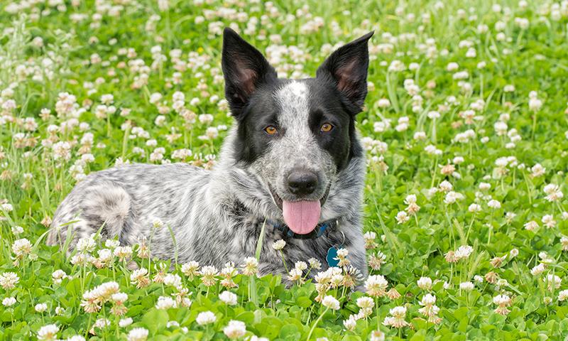 starting new lawn traditions