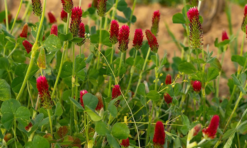 crimson clover