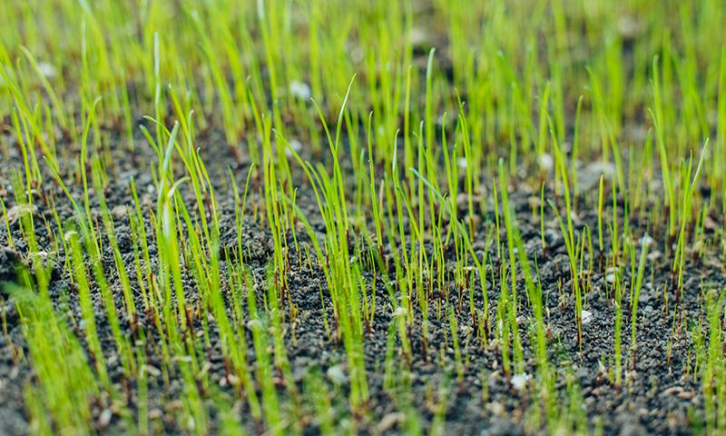 caring for new grass this fall