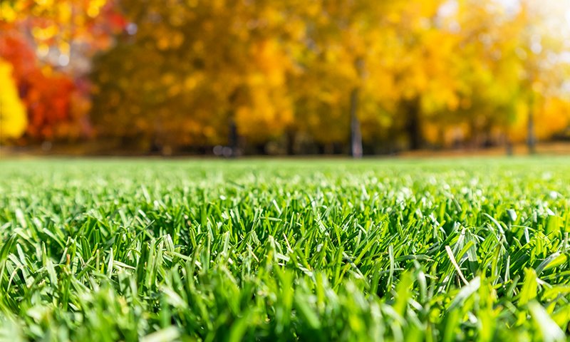 new seed vs overseeding