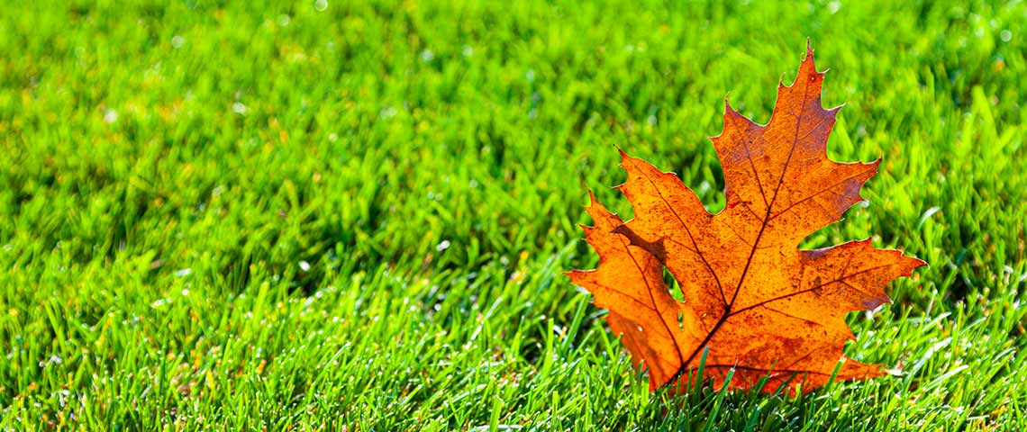 why fall is best for grass seed