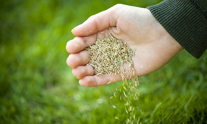 why fall is best for seeding lawns