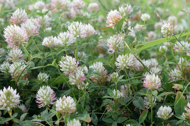 arrowleaf clover trifolium vesiculosum