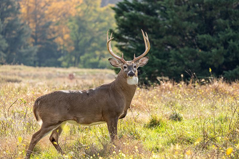 deer