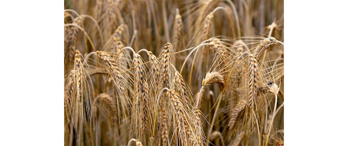 Rye (Secale Cereal