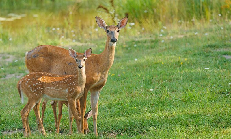 summer food plots for deer